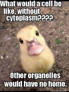 I have cytoplasm in my cells It's a jelly like fluid in my cell I likes  the j Meme Maker!