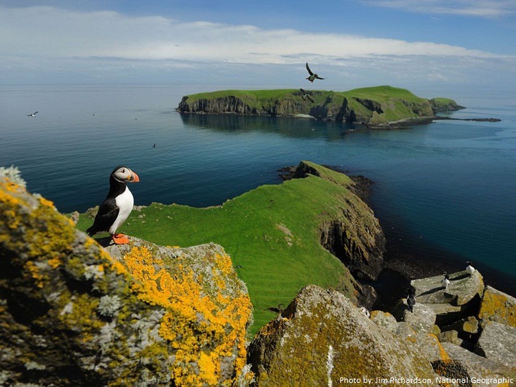 Atlantic Puffin  National Geographic